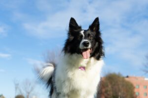 Border Collie Chihuahua Mix