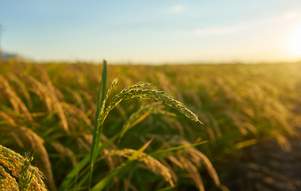 crop acreage