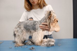 Shedding and Grooming