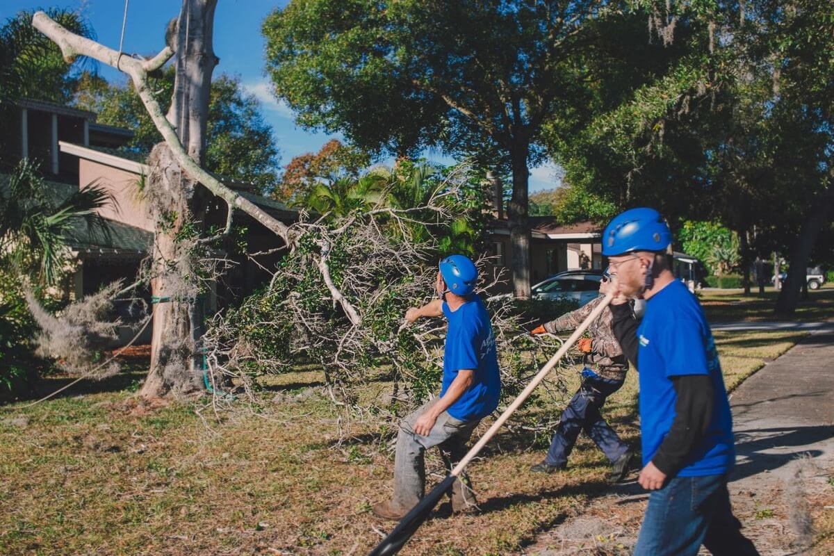 tree removal company