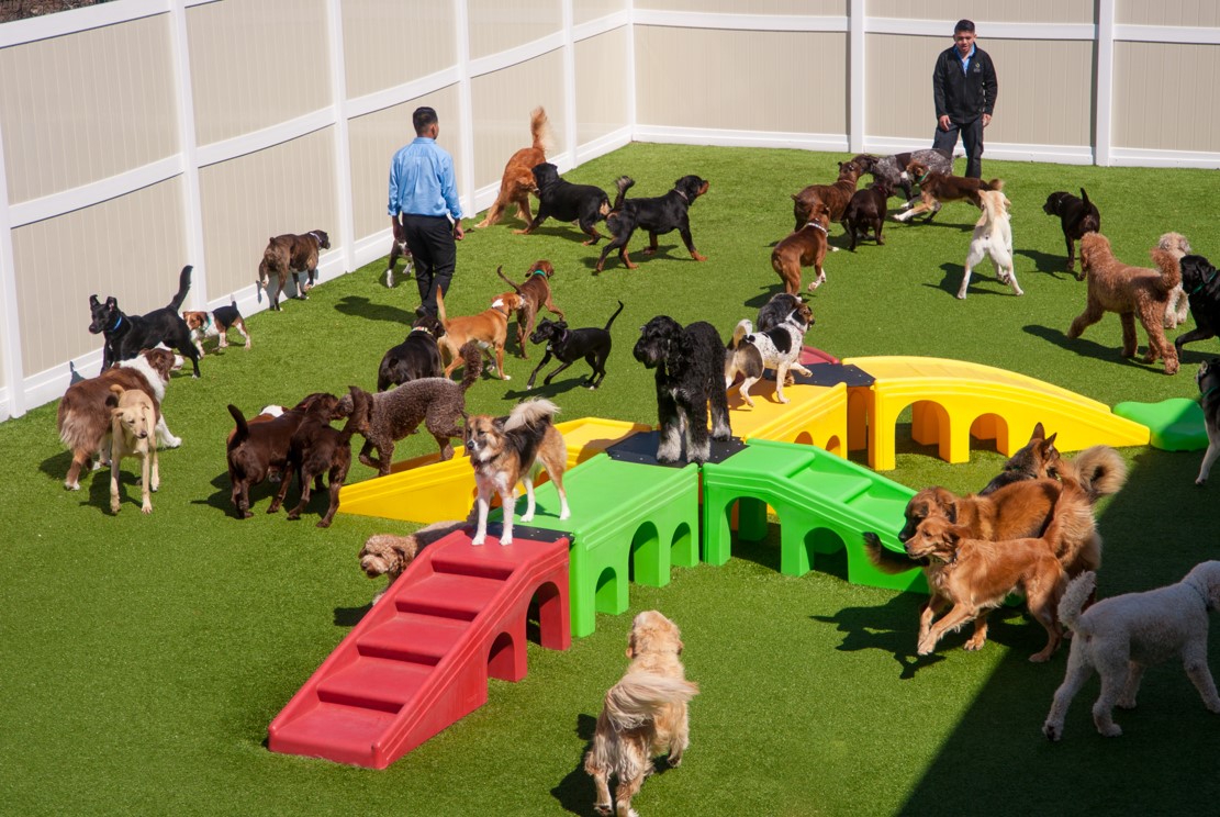 Best Dog Day Care and Dog Boarding