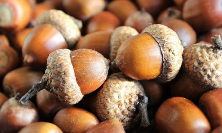 acorn nuts market