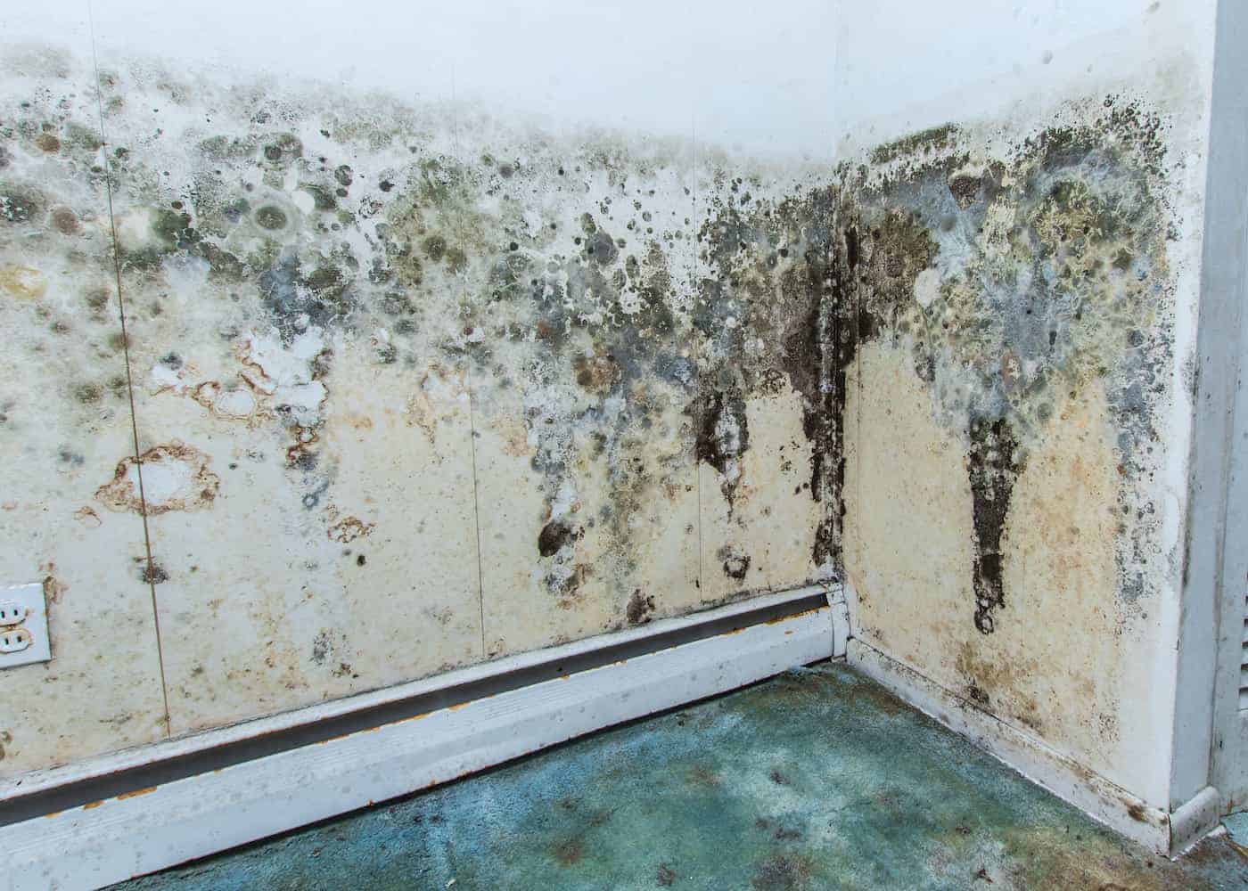 Mold damage repair