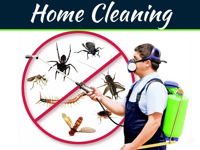 Termite Control Services Rawalpindi