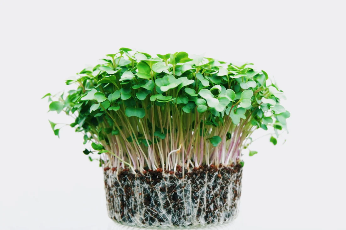 The Health Benefits of Broccoli Microgreens in Glendale