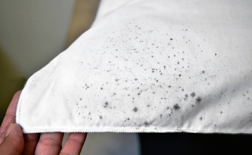 How To Remove Mold From Fabric