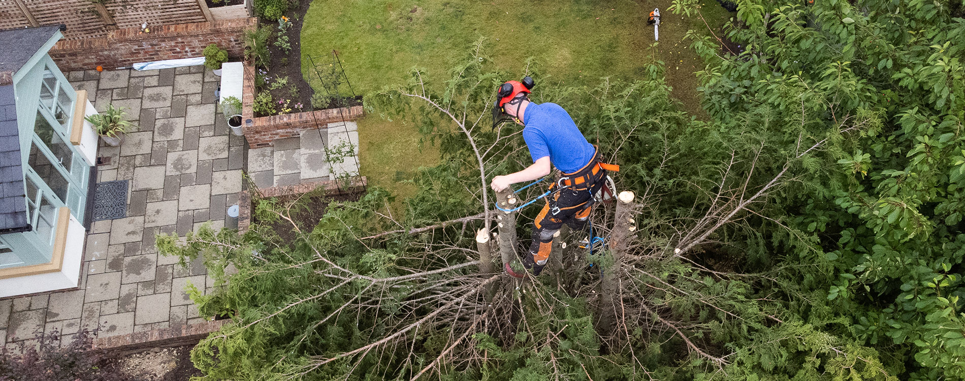 Middlesbrough tree surgeon