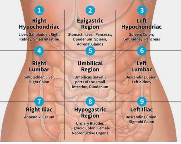 Quadrants of Abdomen