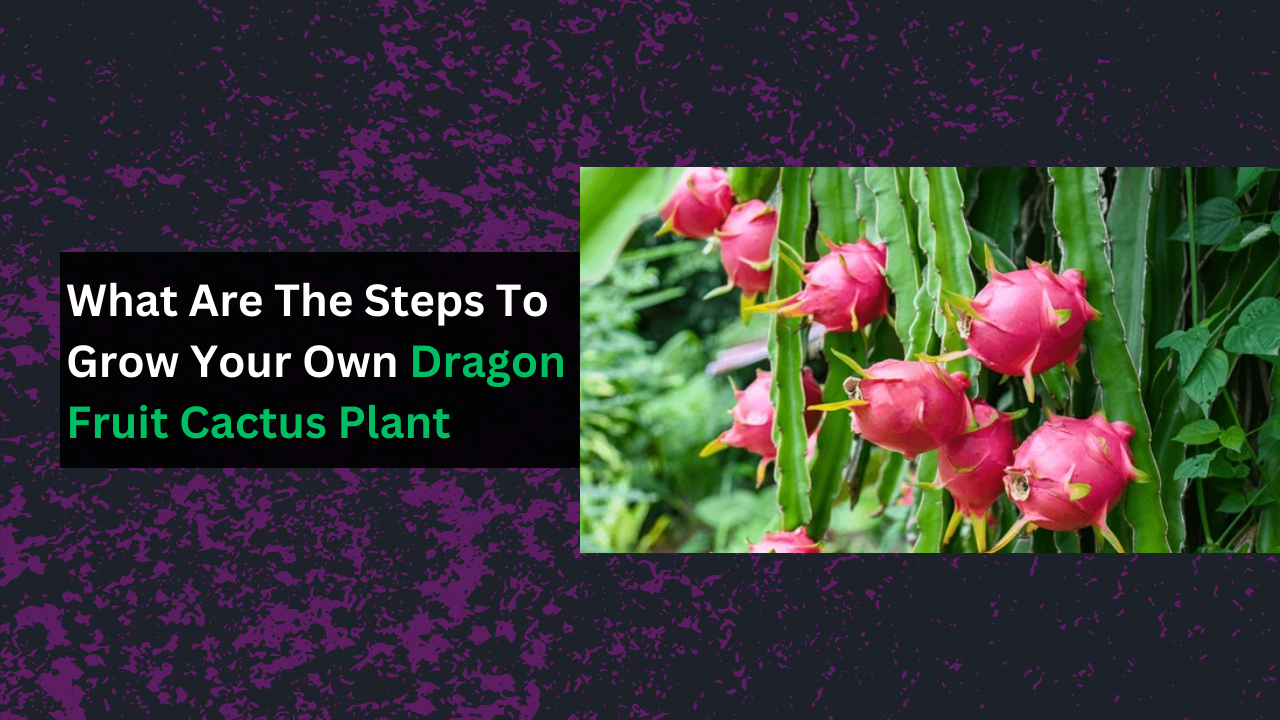 Dragon Fruit Cactus Plant