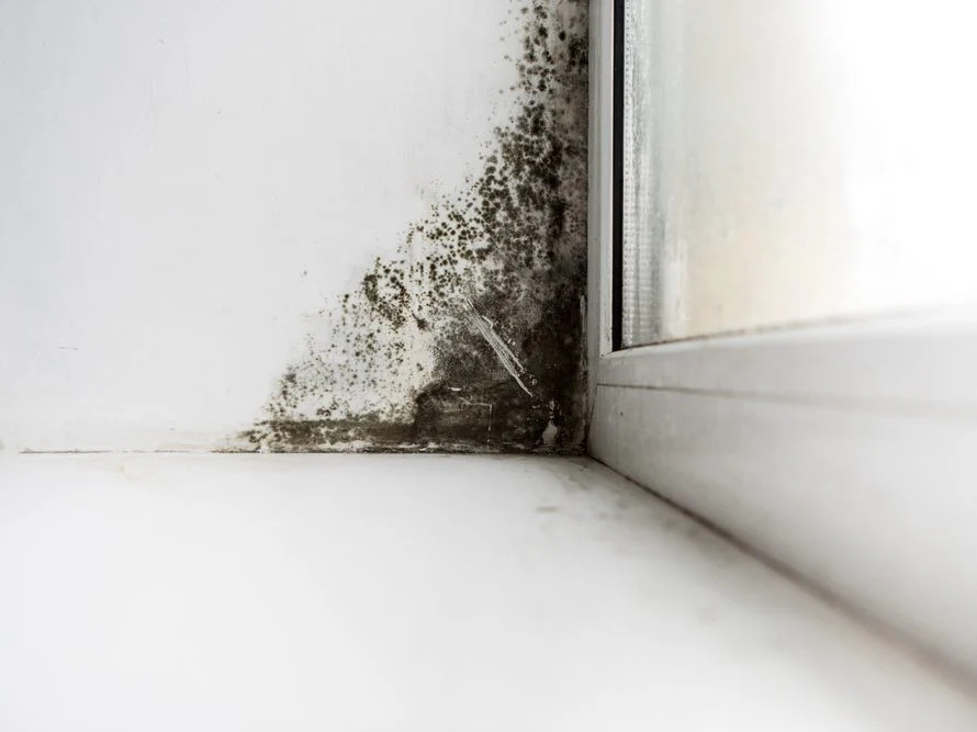 mold inspection virginia beach service