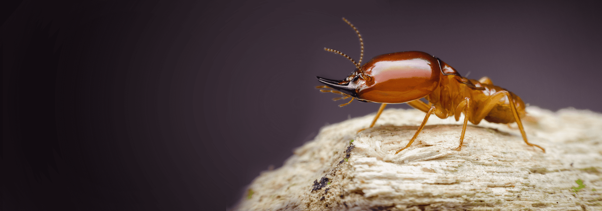 Effective Pest Control in Lahore: Your Guide to Termite Control