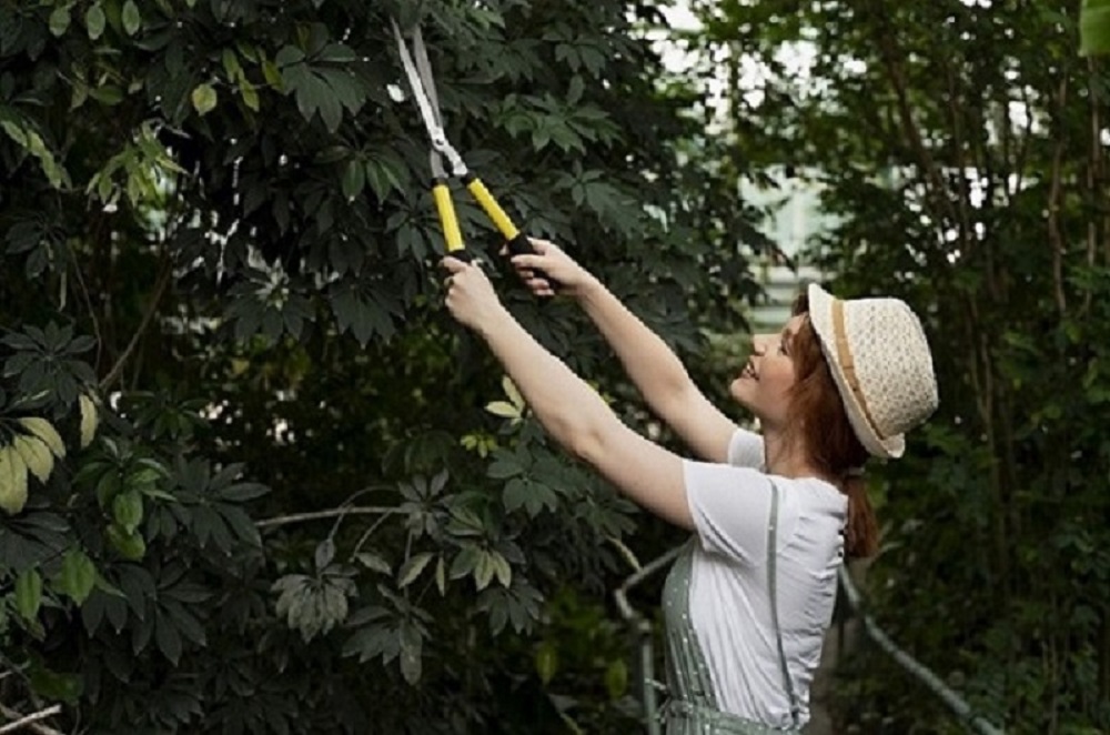 tree pruning melbourne