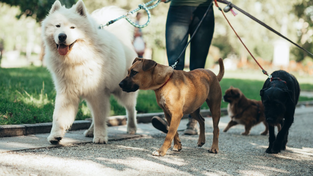 expert dog walkers in Los Angeles CA