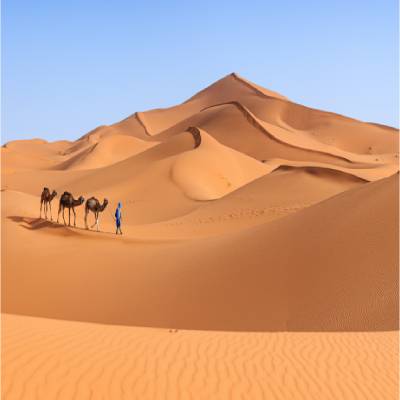 camel walking in sahara desert