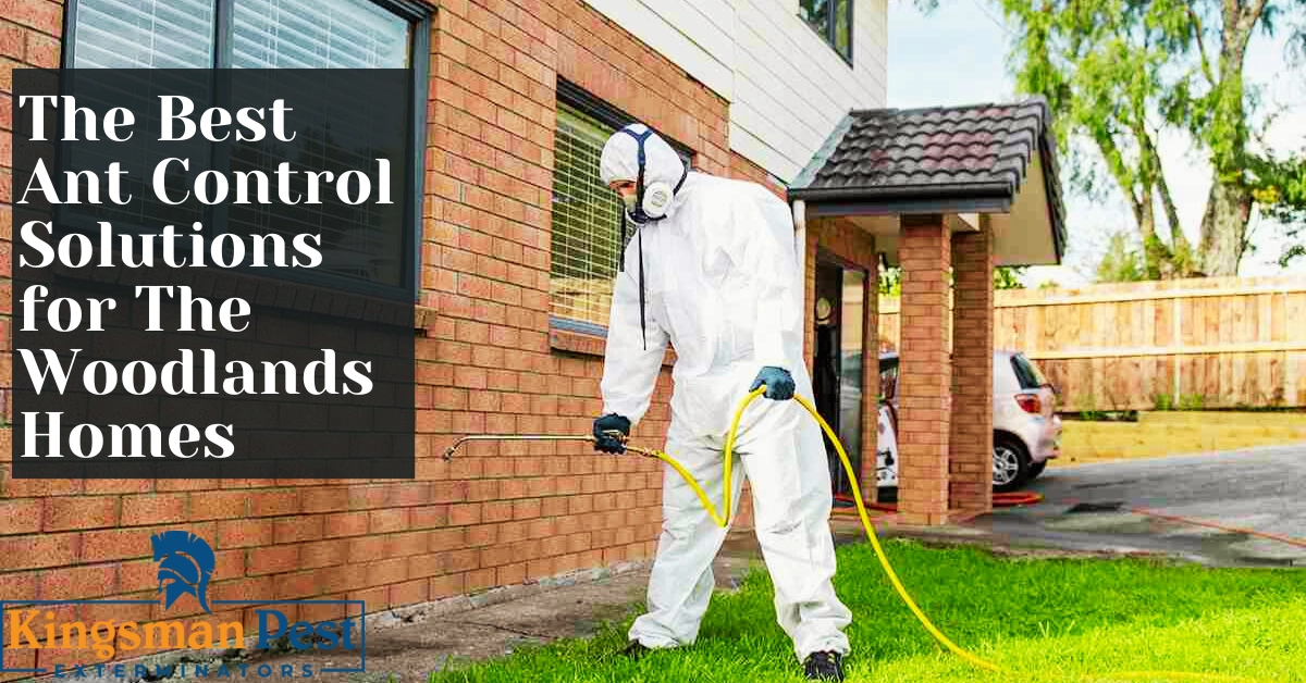 Best Ant Control Solutions