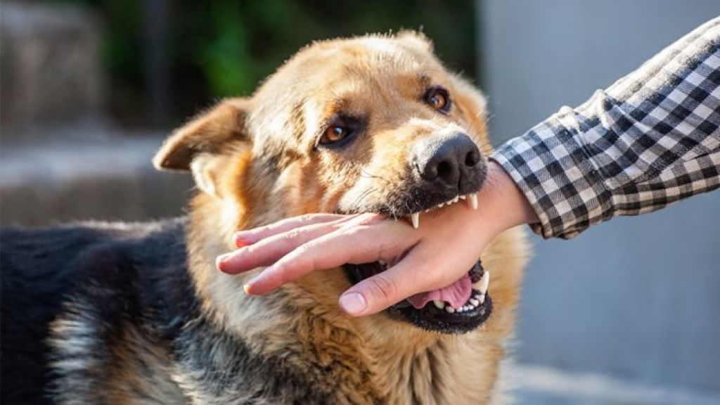 employee dog bite prevention