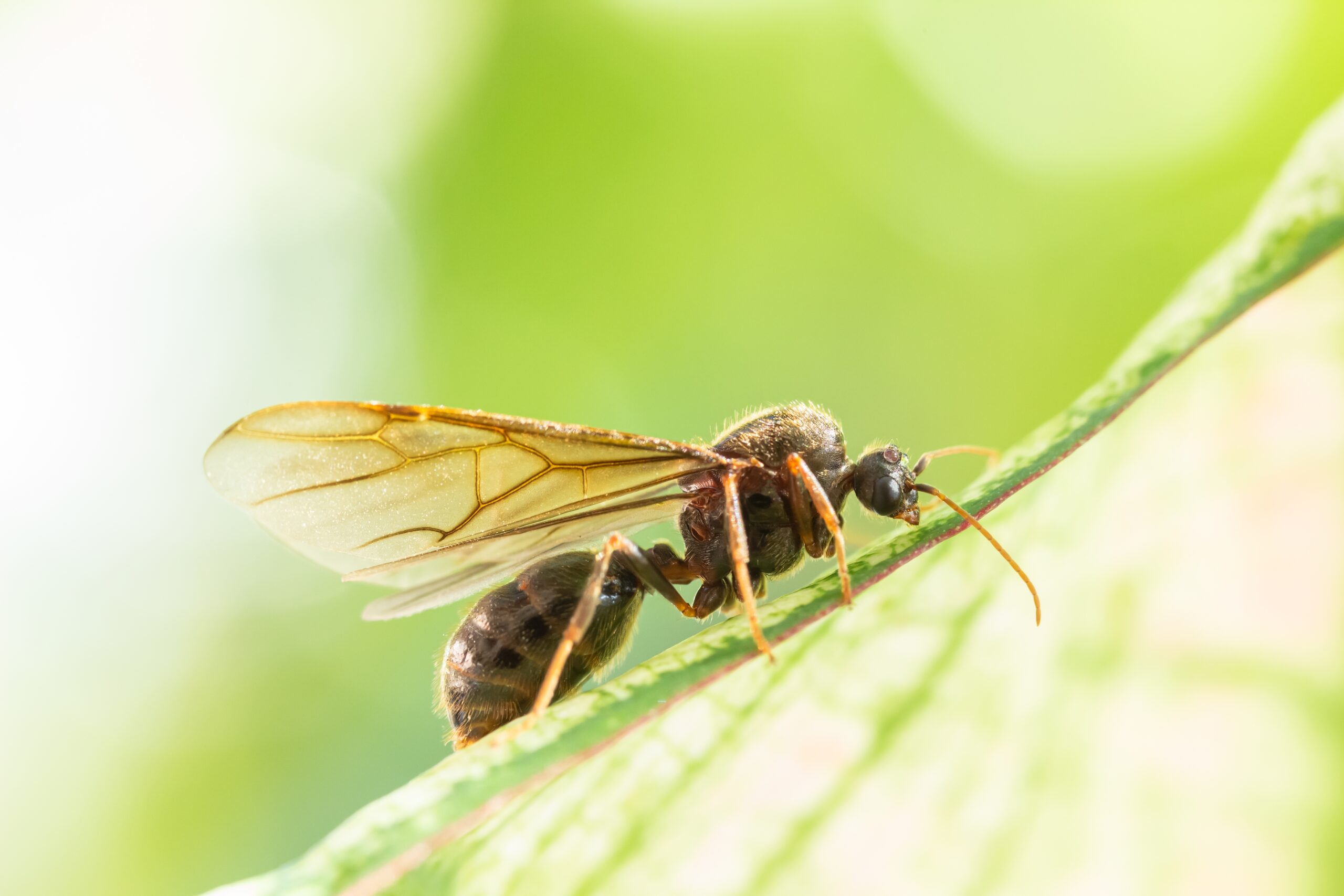 Flying Ants